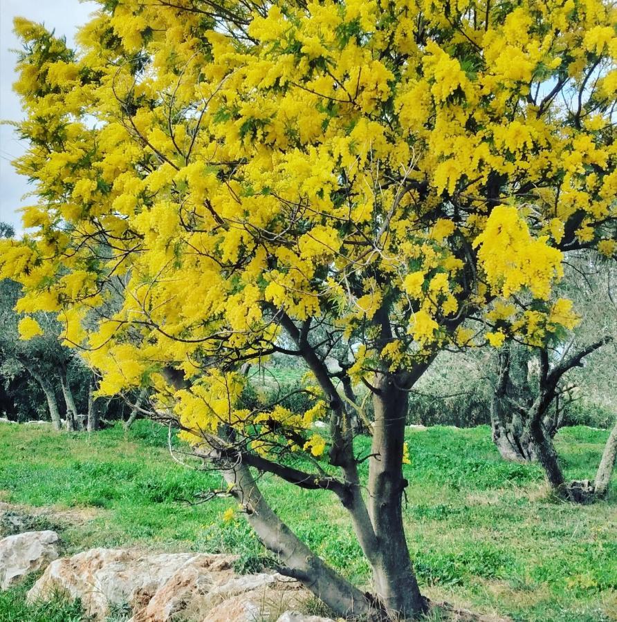 Casa Rural Cal Fuster Experience Terrades المظهر الخارجي الصورة